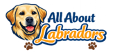 All About Labradors
